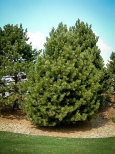 Сосна Чёрная (Pinus Nigra) в Омске