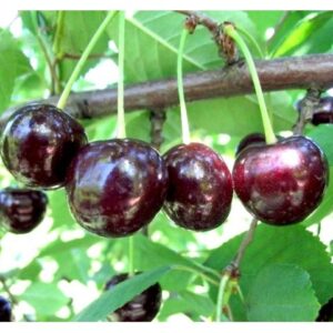 Саженцы вишни — Чудо-вишня в Омске