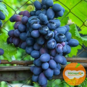 Ароматный и сладкий виноград «Августа» в Омске