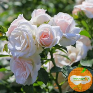 Роза почвопокровной Аспирин в Омске