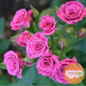 Роза Спрей розовый в Омске
