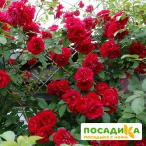 Роза плетистая Амадеус в Омске