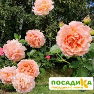 Роза плетистая Полька в Омске