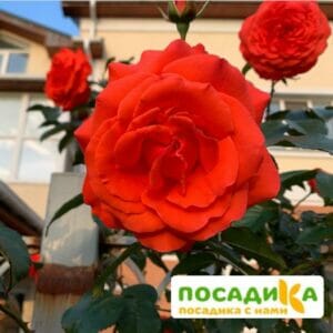 Роза плетистая Майнтауэр в Омске