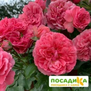 Роза плетистая Розариум Ютерзен в Омске
