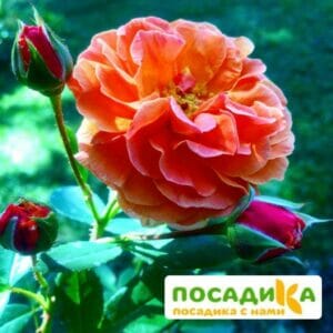 Роза Арабия в Омске
