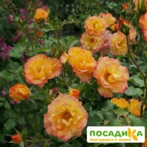 Роза Сахара в Омске