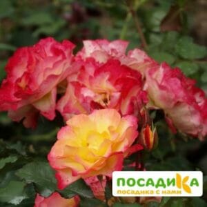 Роза ЛандЛуст в Омске