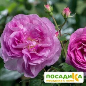 Роза Сапфир в Омске