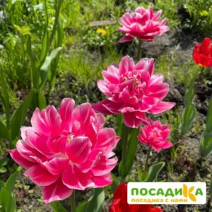 Тюльпан махровы Зизани в Омске