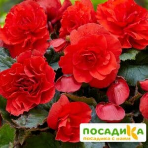 Бегония крупноцветковая красная в Омске