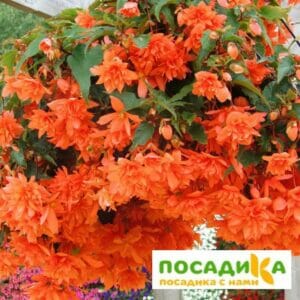 Бегония ампельная оранжевая в Омске